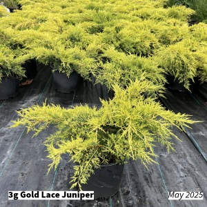 May 2025 3g Gold Lace Juniper Group for Website